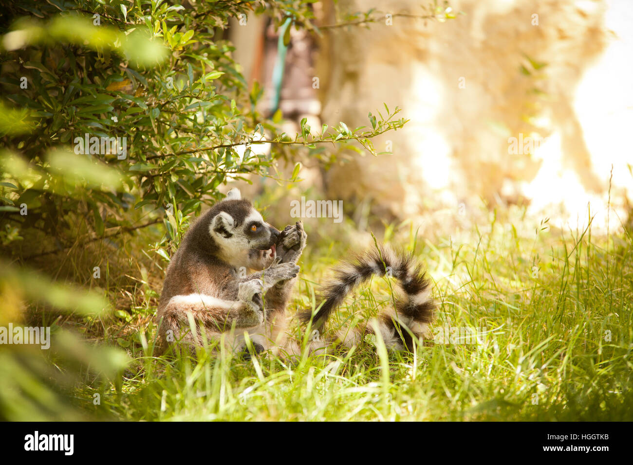 Untitled document (Lemur catta) Banque D'Images