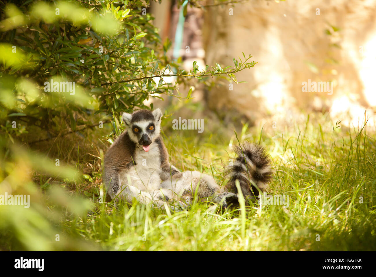 Untitled document (Lemur catta) Banque D'Images