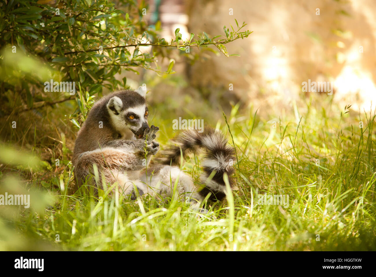 Untitled document (Lemur catta) Banque D'Images