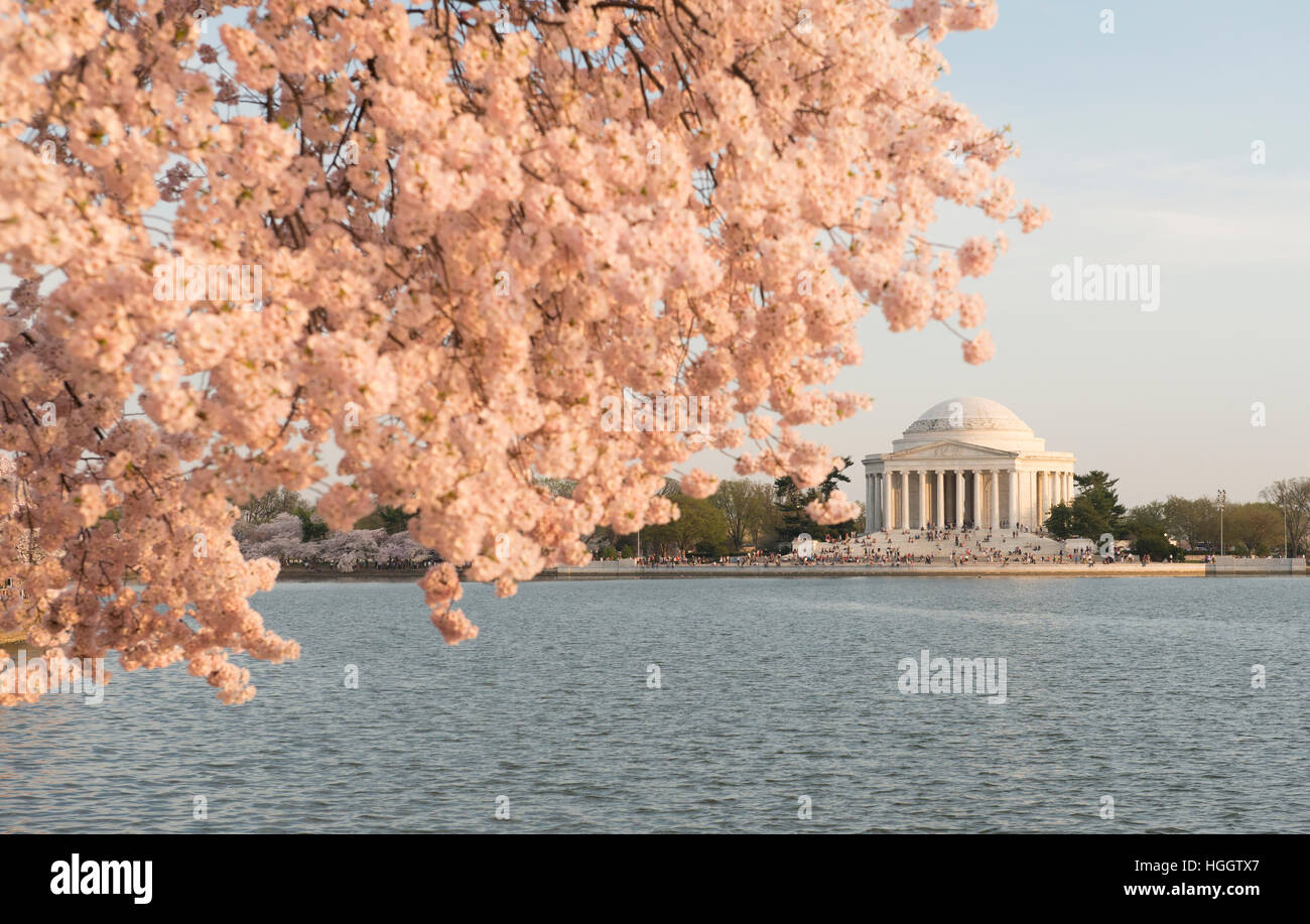 Le Thomas Jefferson Memorial est encadrée par les fleurs de cerisier au coucher du soleil. Banque D'Images