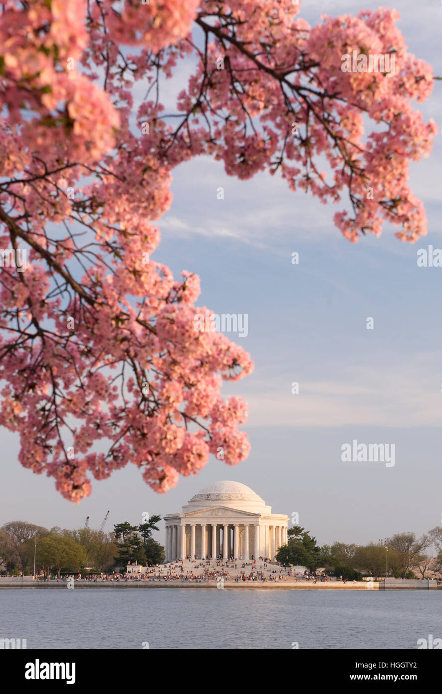 Le Thomas Jefferson Memorial est encadré par les fleurs de cerisier rose au coucher du soleil. Banque D'Images