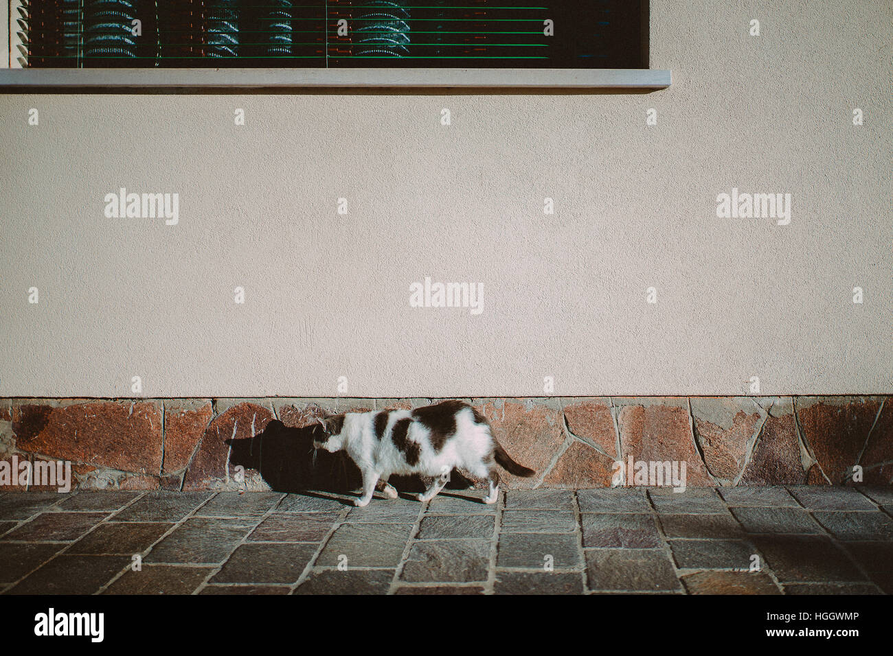 Un chat dans la rue avant d'une façade de maison à Venise, Italie. Banque D'Images