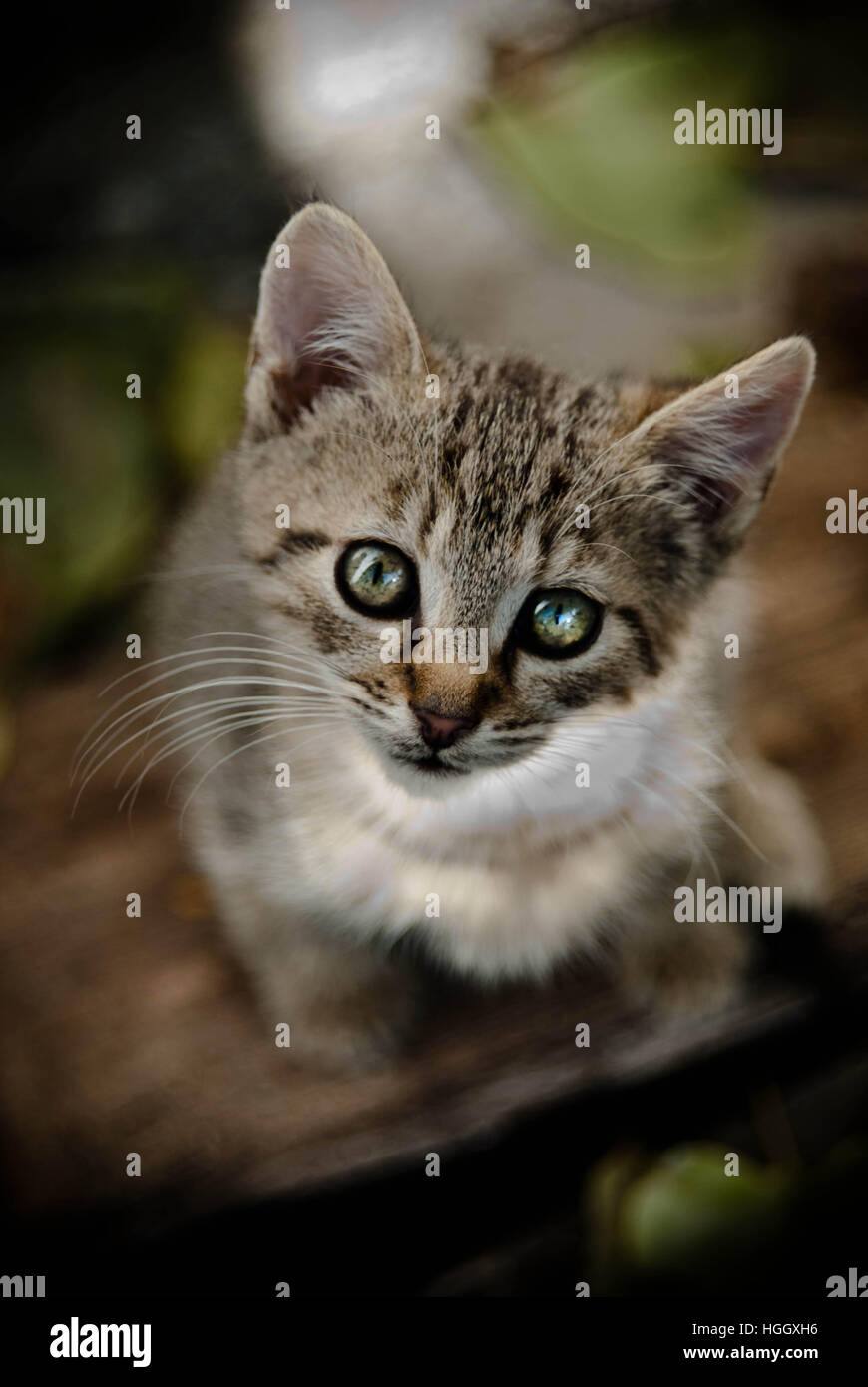 Chat, chat mignon, mignon animal, chat, chat main cutest, honnête, CAT CAT,chat,peu d'animalcat,chat le plus mignon, chat,petit chat gris, Banque D'Images