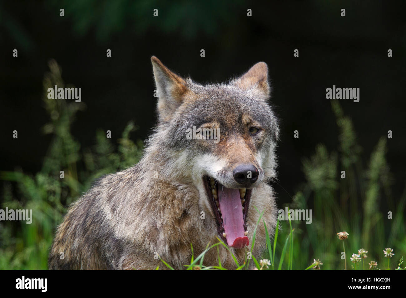 Portrait de loup gris solitaire / loup gris (Canis lupus) haletant dans la forêt en été Banque D'Images