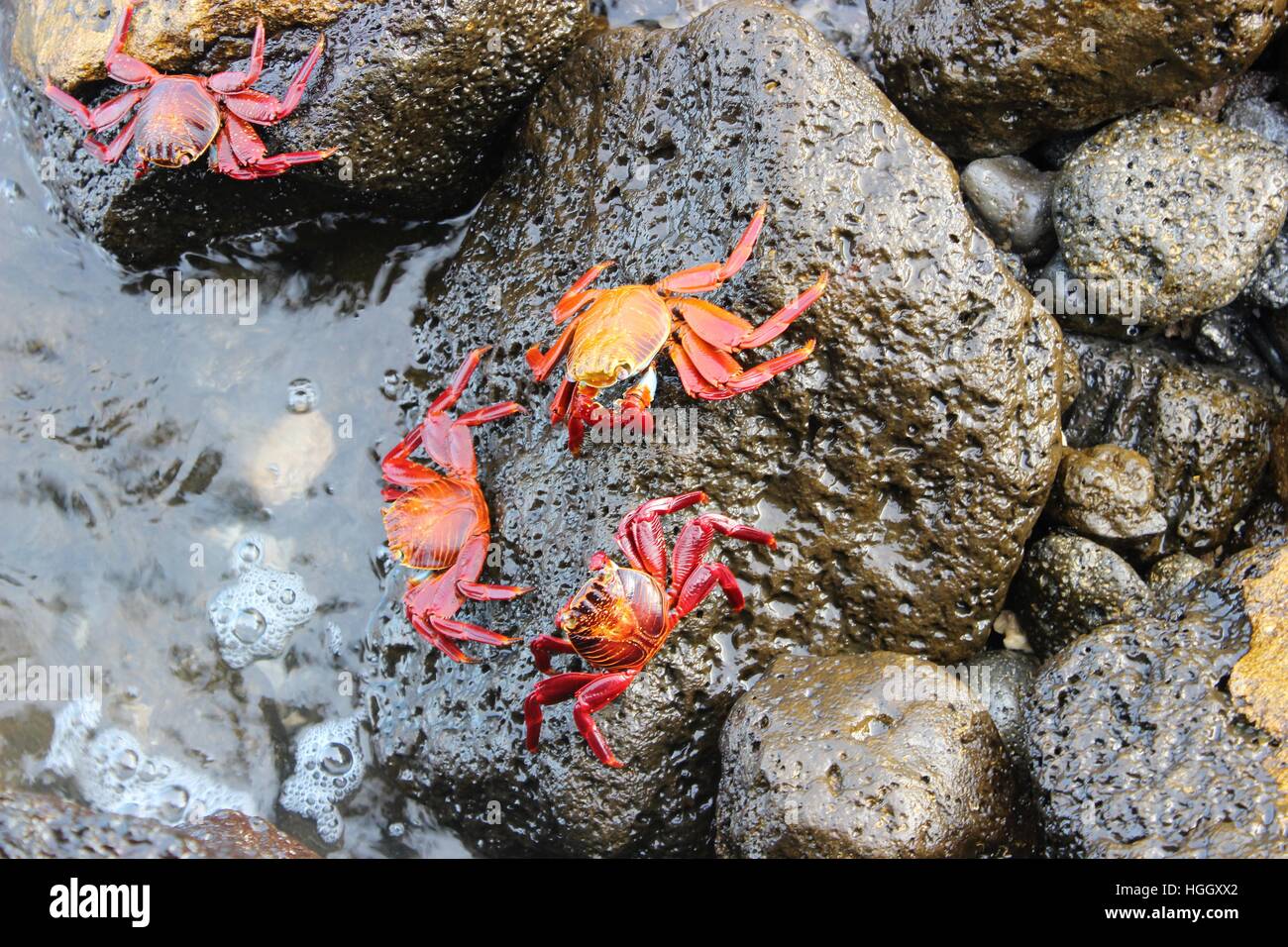 crabe rouge Banque D'Images