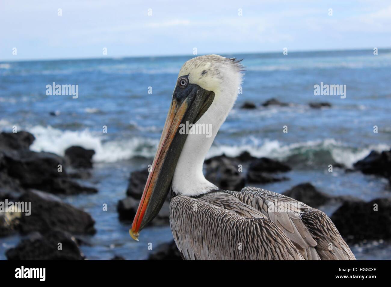 Modélisation pelican Banque D'Images