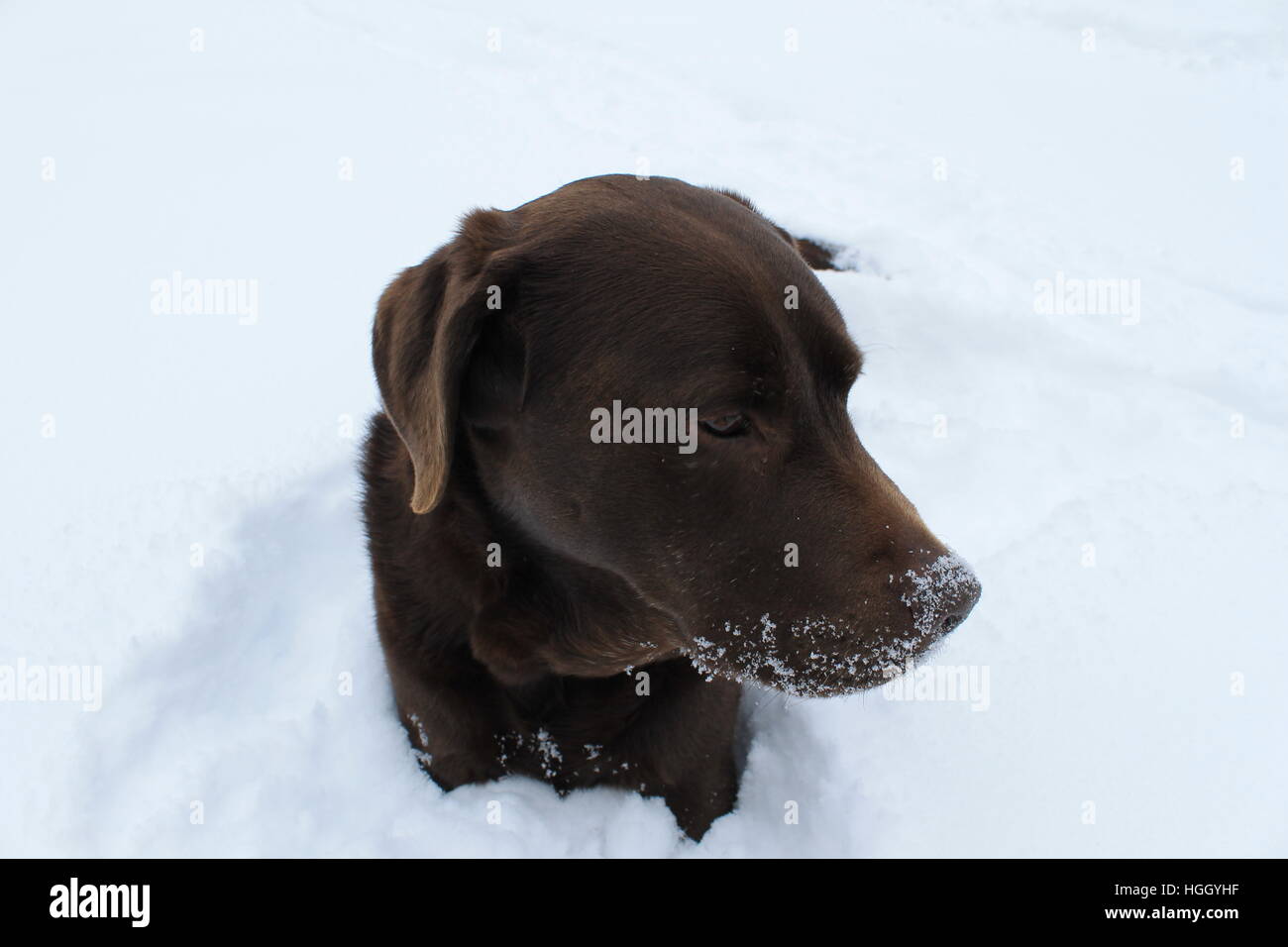 Laboratoire de chocolat dans la neige. Banque D'Images