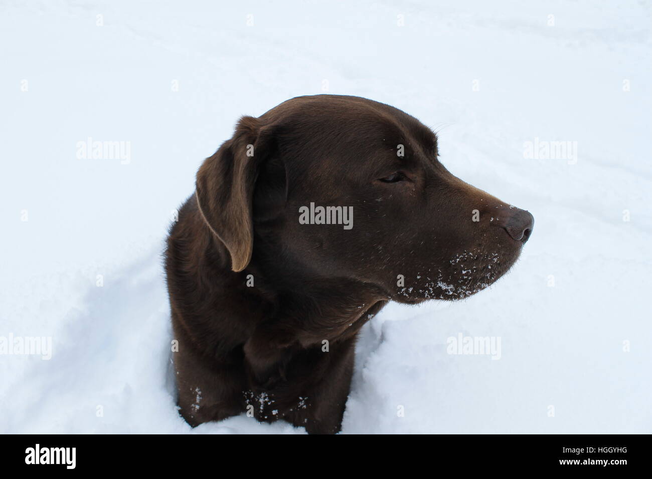 Laboratoire de chocolat dans la neige. Banque D'Images