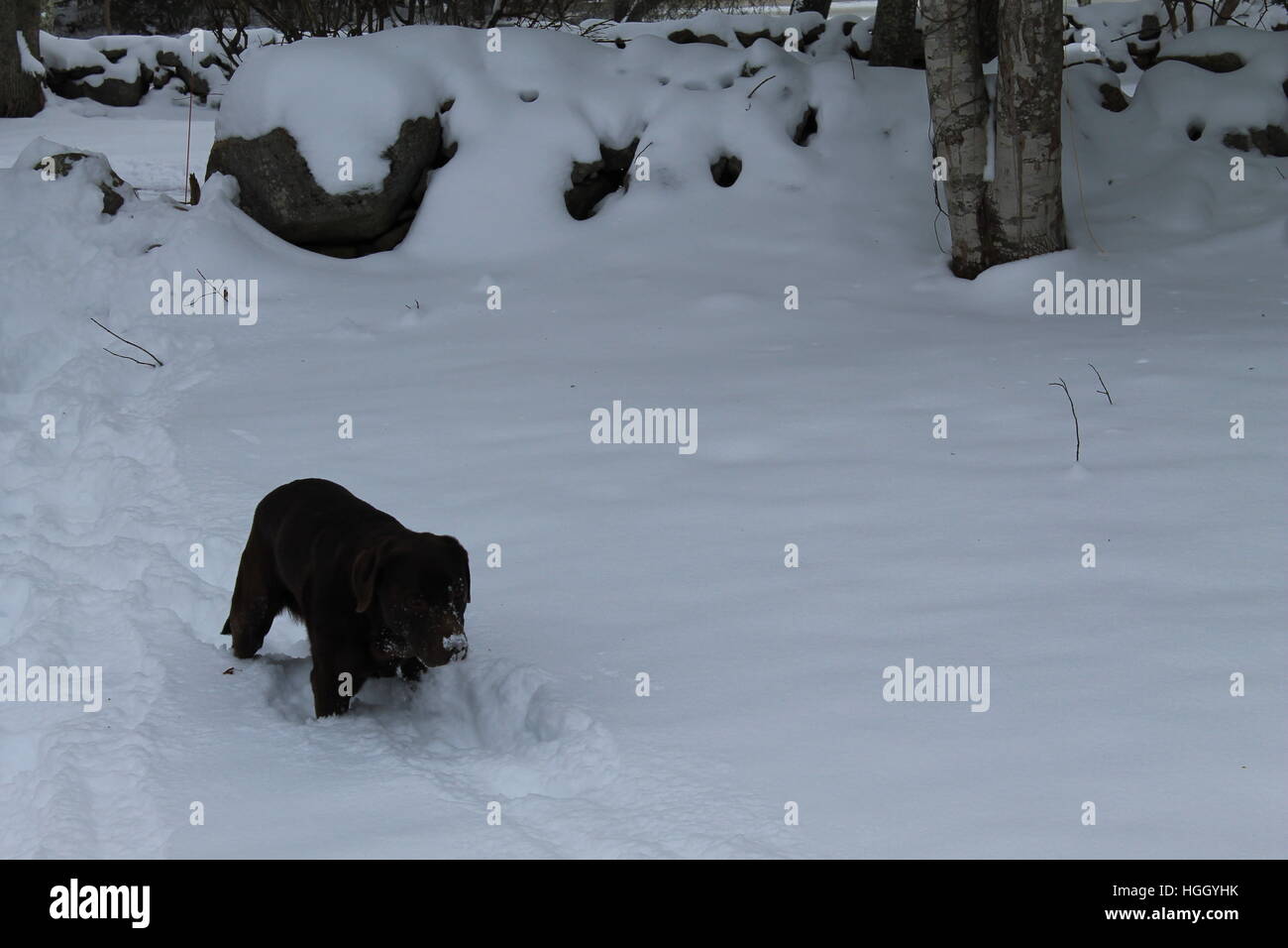 Laboratoire de chocolat dans la neige. Banque D'Images