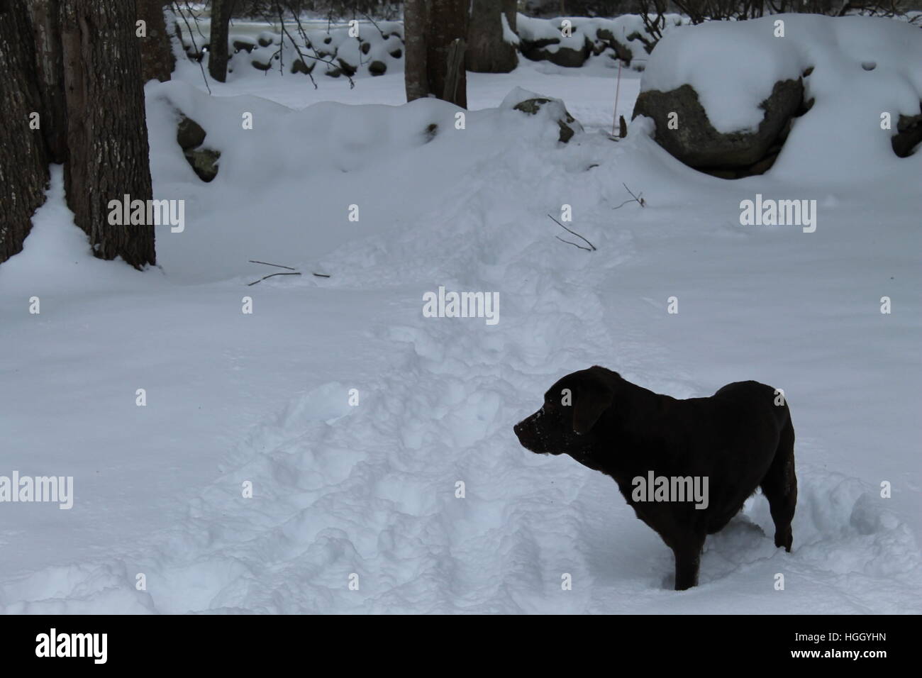 Laboratoire de chocolat dans la neige. Banque D'Images