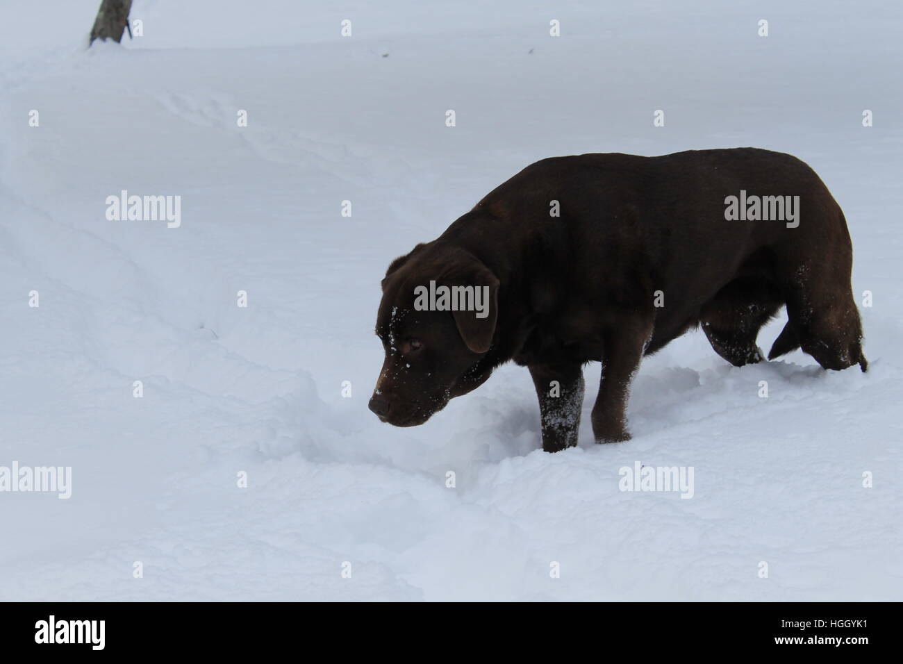 Laboratoire de chocolat dans la neige. Banque D'Images