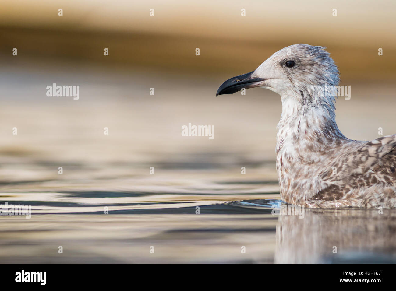 Goéland argenté Larus argentatus, la nage sur l'eau calme, St Mary, Îles Scilly, octobre Banque D'Images