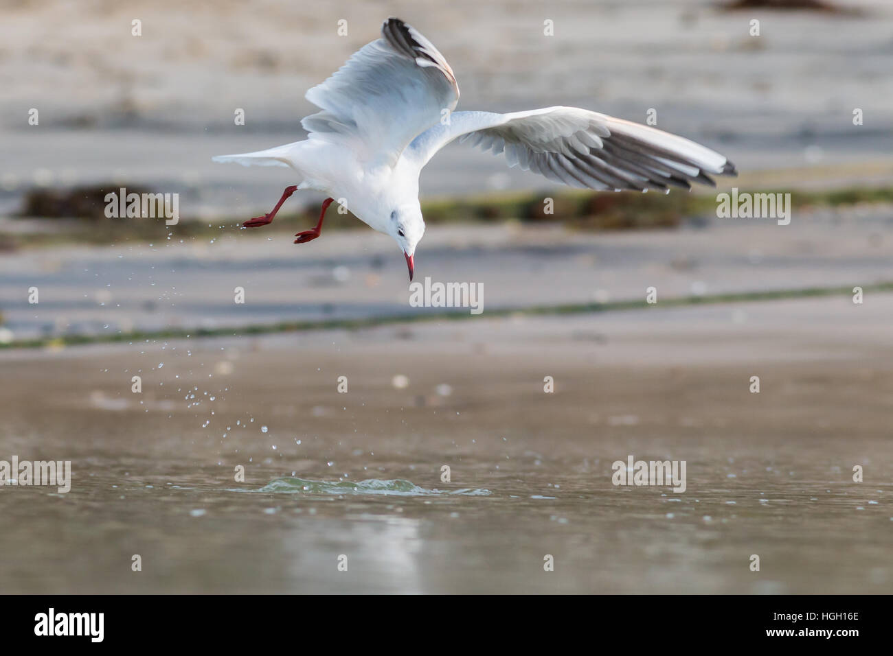 Mouette rieuse chroicocephalus ridibundus, oiseau en plumage d'hiver près de rivage, St Mary, Îles Scilly, octobre Banque D'Images