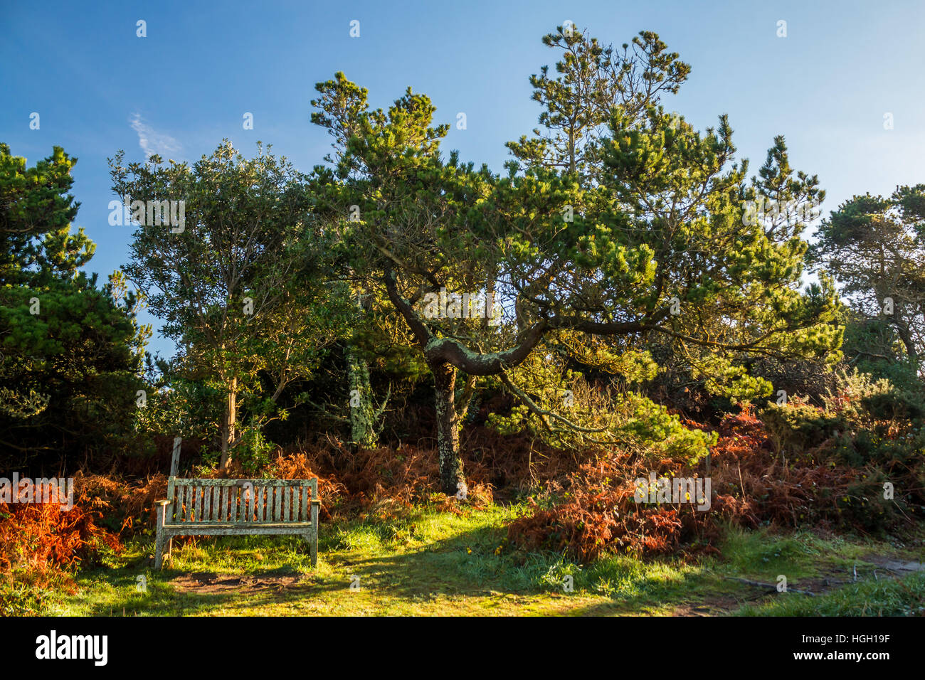 Un banc sous un pin, St Mary, Îles Scilly, Banque D'Images