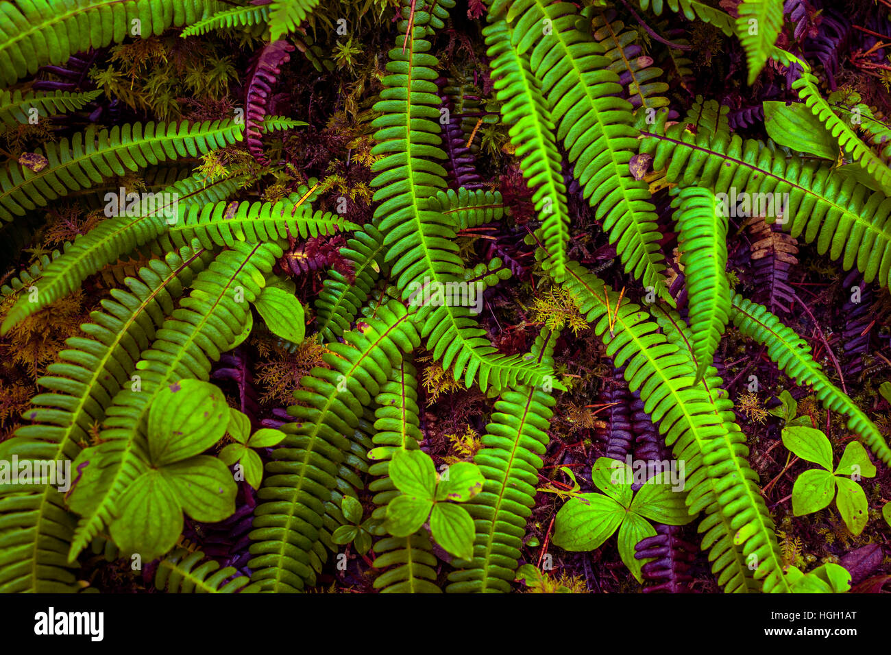 Belle composition de blechnum Blechnum spicant, et tas de baies, Cornus canadensis à côté d'Starrigavan sentier près de Sitka, Alaska, USA. Banque D'Images