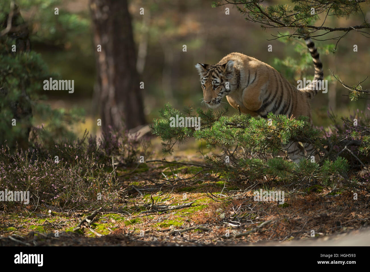 Tigre du Bengale royal / koenigstiger ( Panthera tigris ),courir, sauter dans le sous-bois de conifères et de bois. Banque D'Images