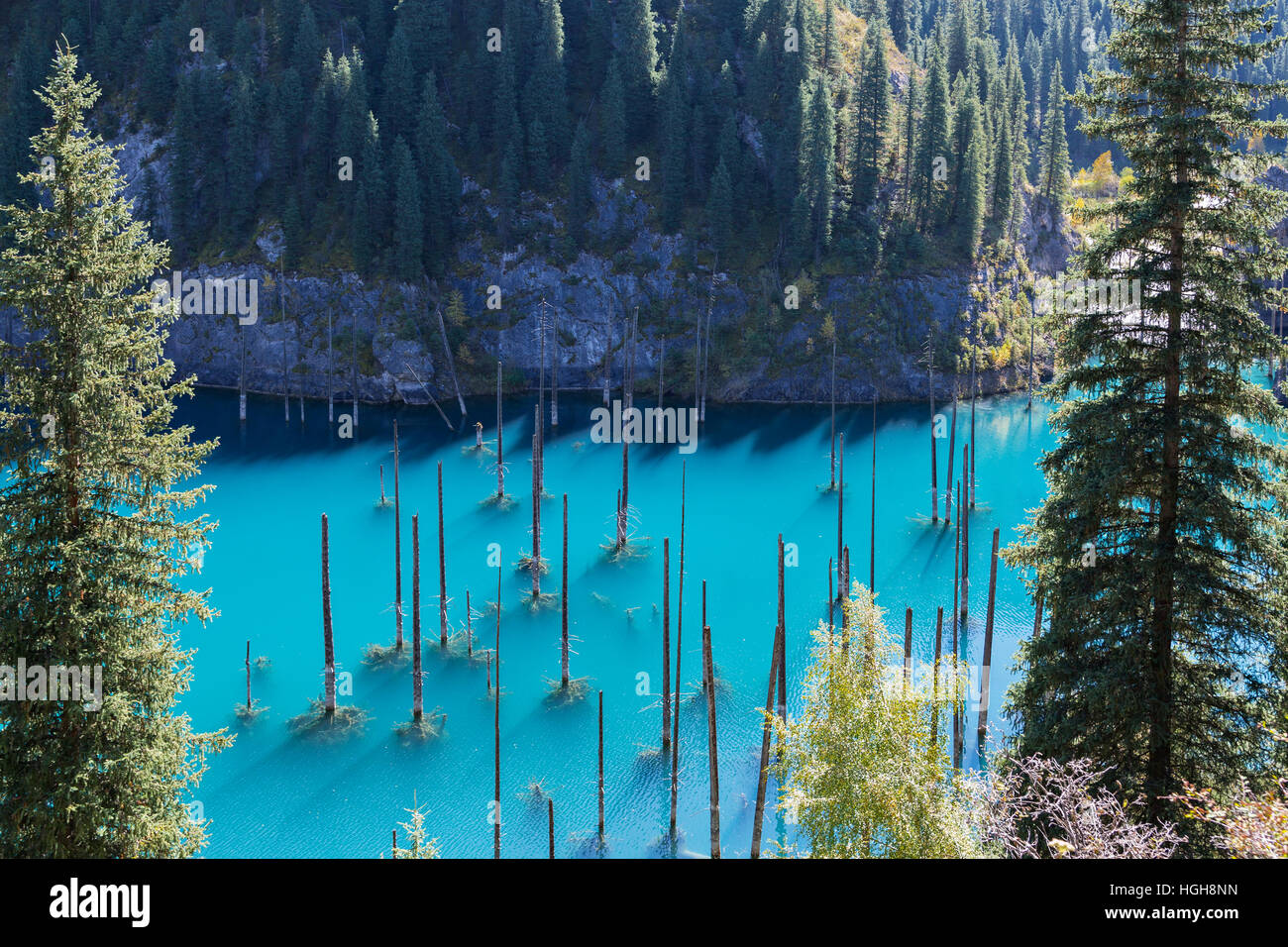 Lac Kaindy au Kazakhstan connu aussi sous le nom de lac Birch Tree ou dans l'eau de la forêt. Banque D'Images