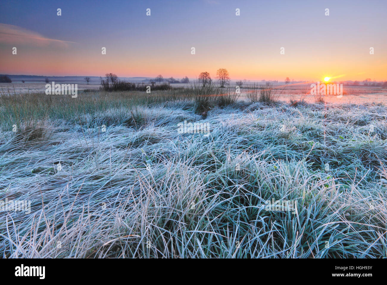 Lever du soleil sur le frosty meadow Banque D'Images