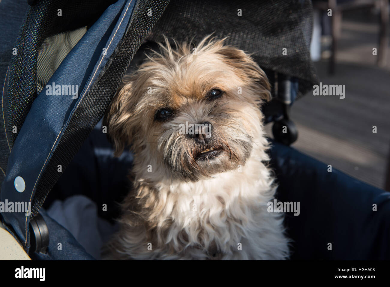 Petit chien chien dans un transport avec un clin d'au soleil Banque D'Images Petit chien chien dans un transport avec un clin d'au soleil Banque D'Images