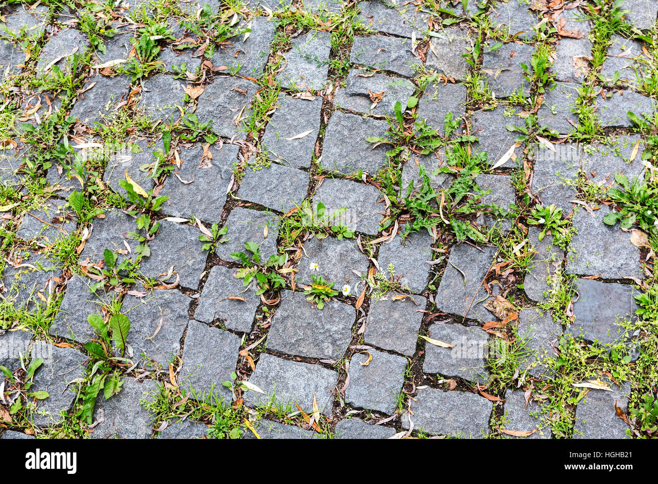 Trottoir pavé avec de l'herbe ou au sol moussu Banque D'Images