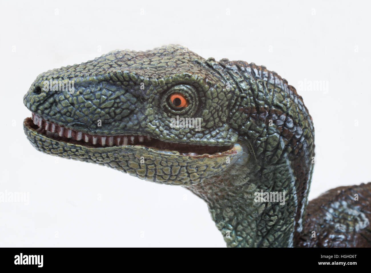 Velociraptor sur fond blanc Banque D'Images