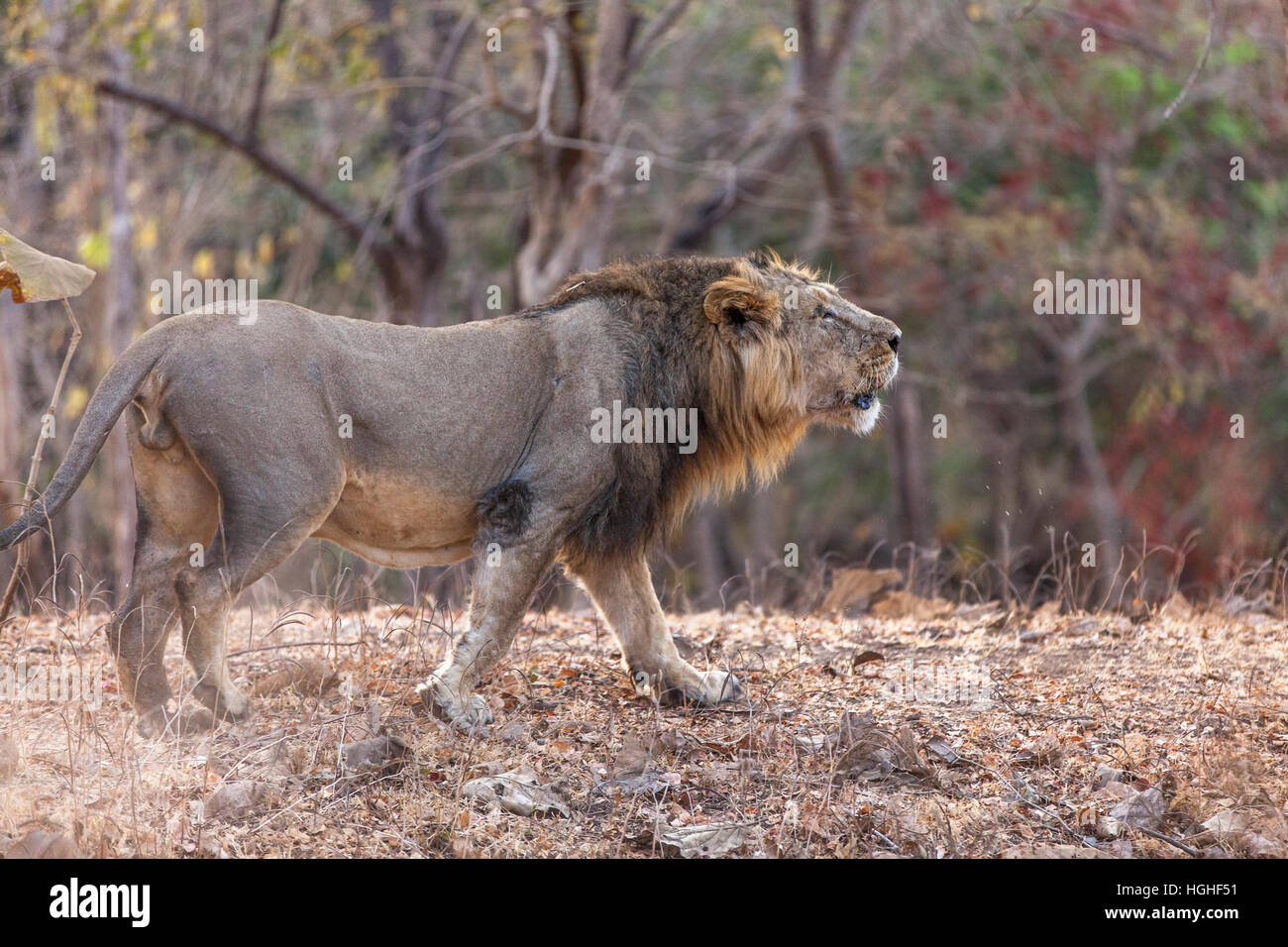 Lion d'Asie (Panthera leo persica) à Rif forêt, Gujarat, Inde. Banque D'Images