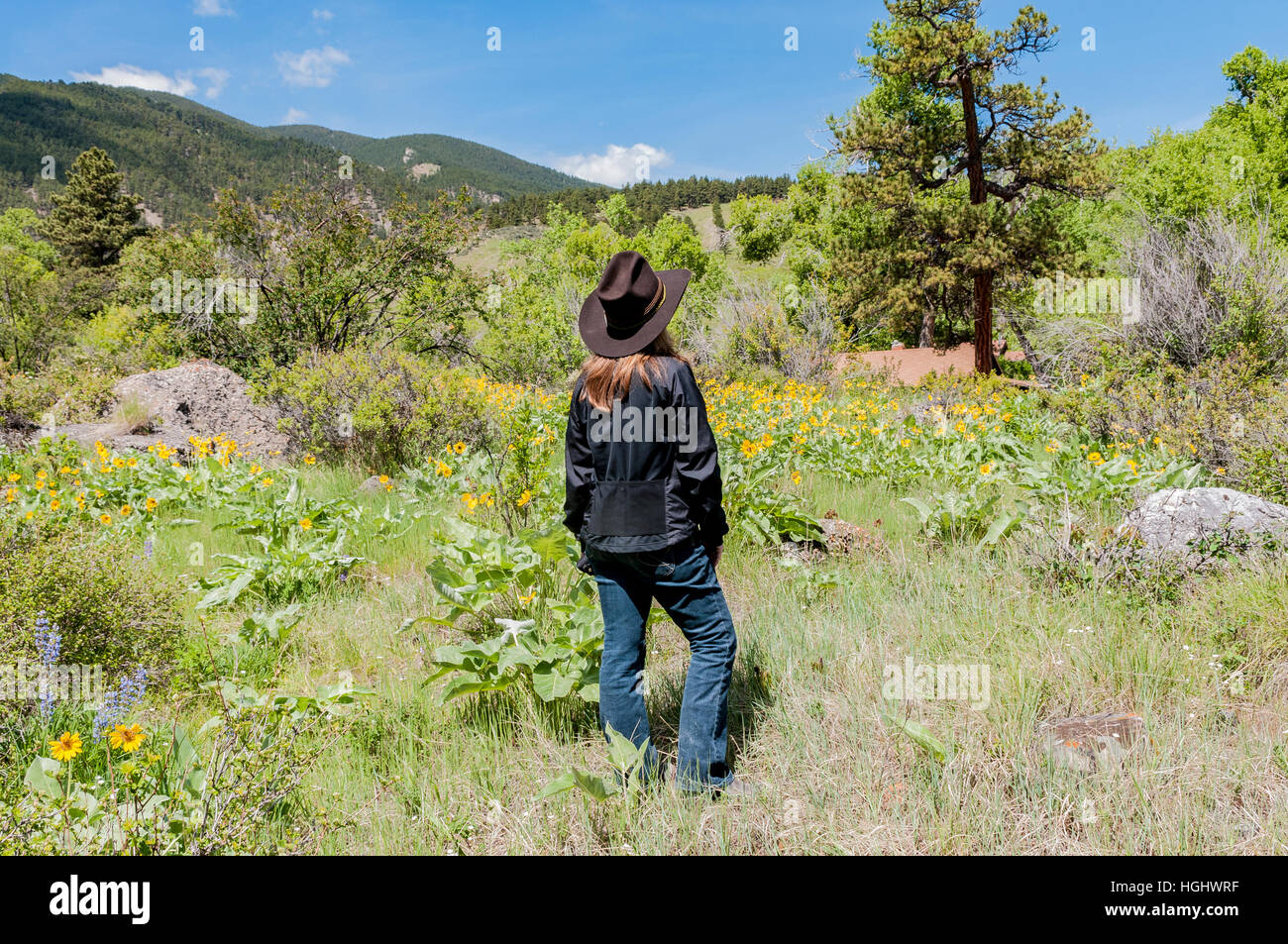 USA, Wyoming, Loup, Eaton Ranch femme dans un chapeau de cow-boy dans un champ de fleurs sauvages jaune Banque D'Images