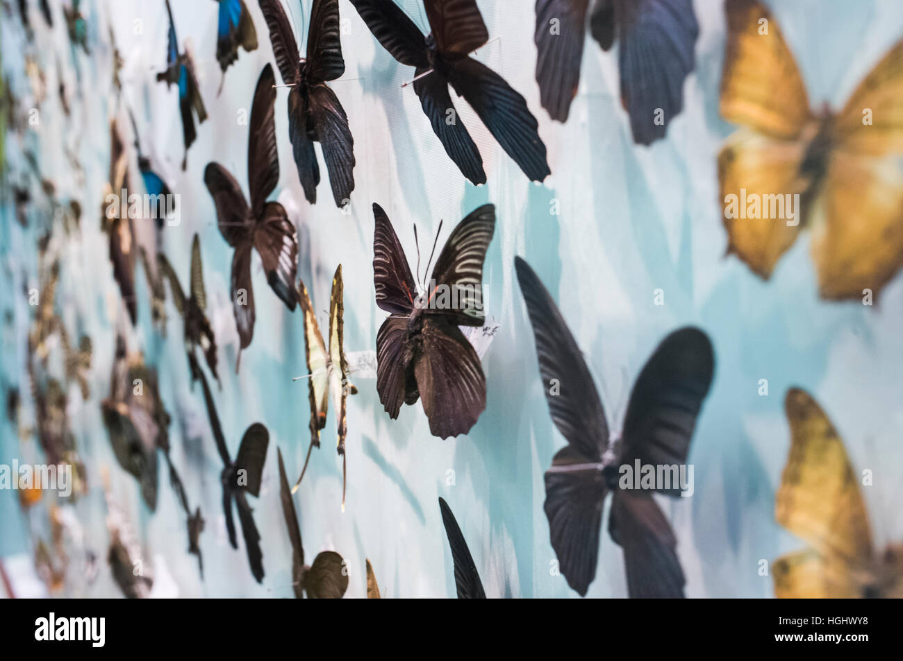 Spécimen de papillon sur show Banque D'Images