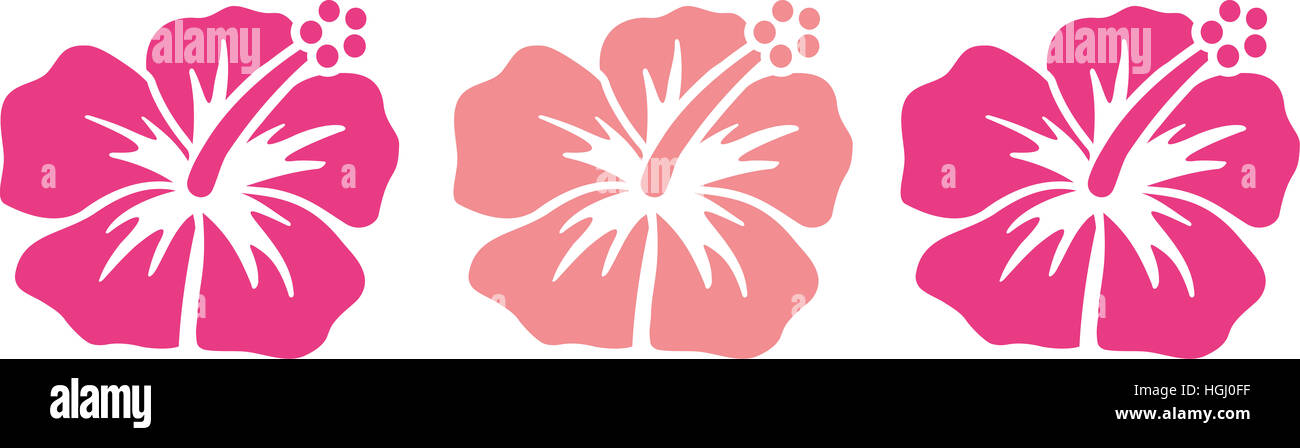 Hibiscus fleurs dans des tons de rose Banque D'Images