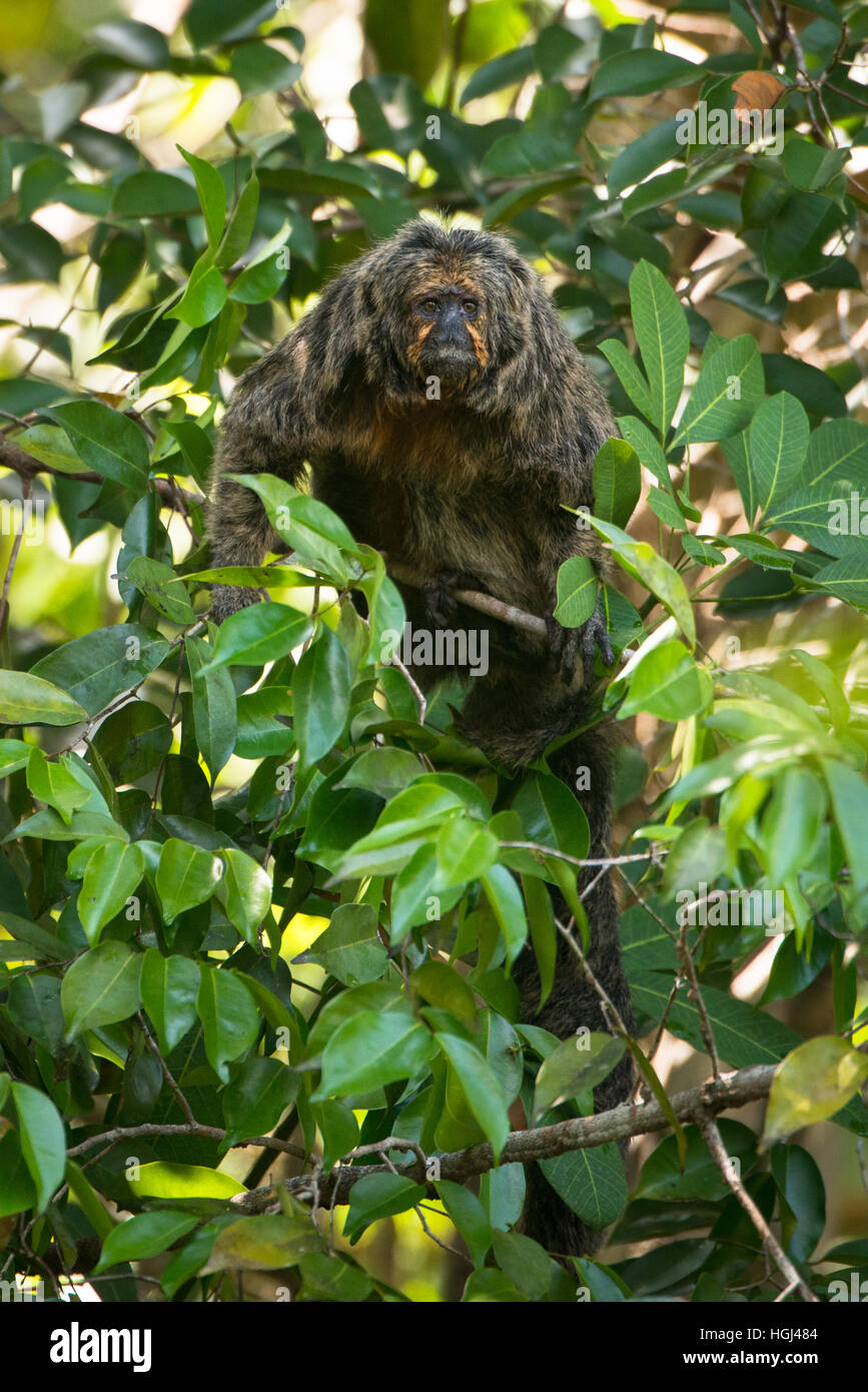 Une femelle singe Saki à face blanche à un arbre en Amazonie Banque D'Images