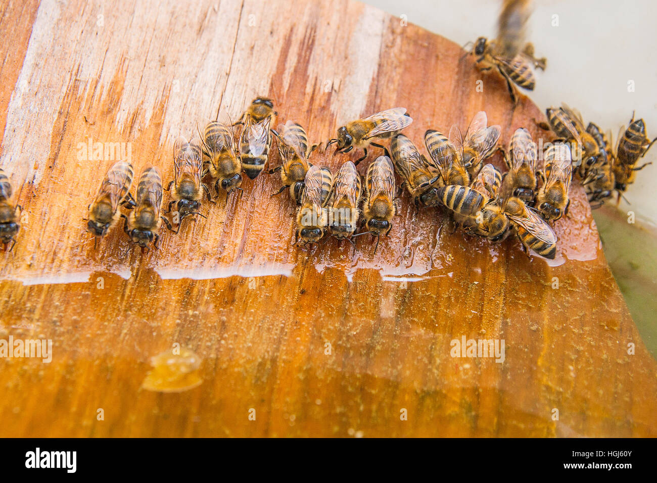 Les abeilles, vue rapprochée du groupe les abeilles. Close up abeilles — free download