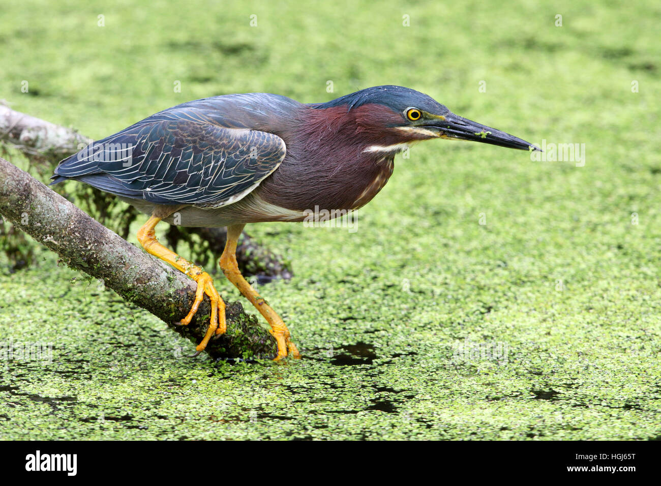 Le Héron vert Butorides virescens de pêche dans une branche flottante recouverte d'algues creek à Circle Bar B nature réserver Florida Banque D'Images