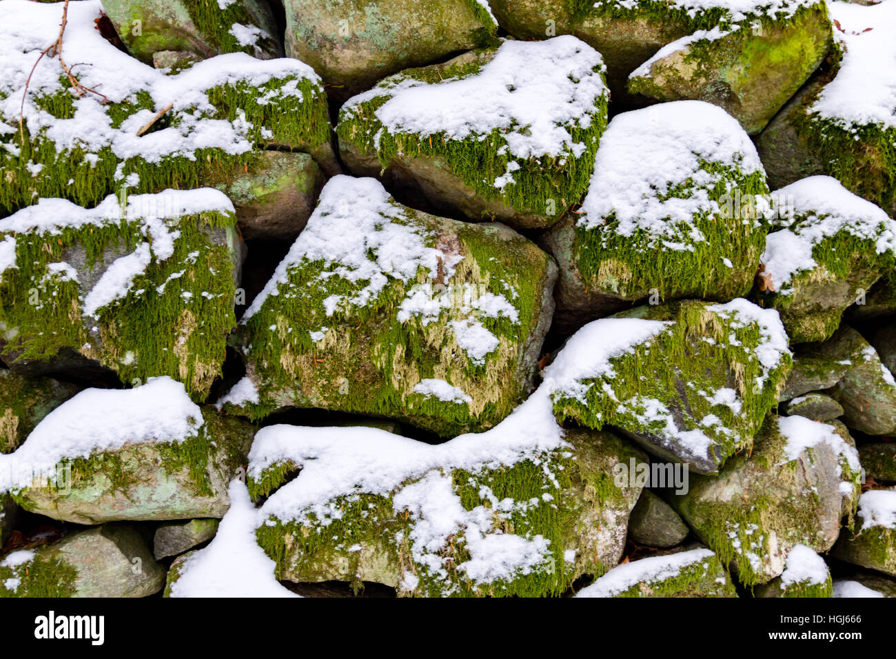 Des pierres dans un mur de pierre couvert de mousse, de lichen et de neige Banque D'Images