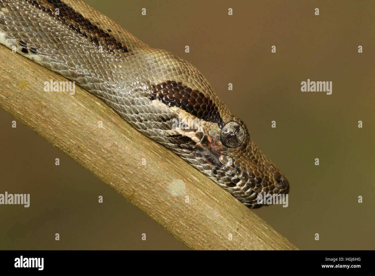 Boa Constrictor dans parc national de Tortuguero Banque D'Images