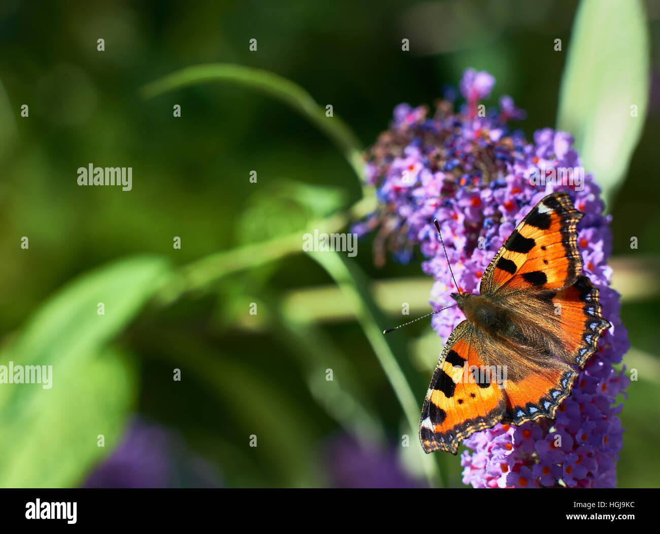 Papillon sur le lilas d'été Banque D'Images