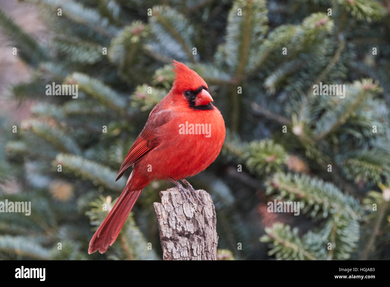 Cardinal rouge Banque D'Images