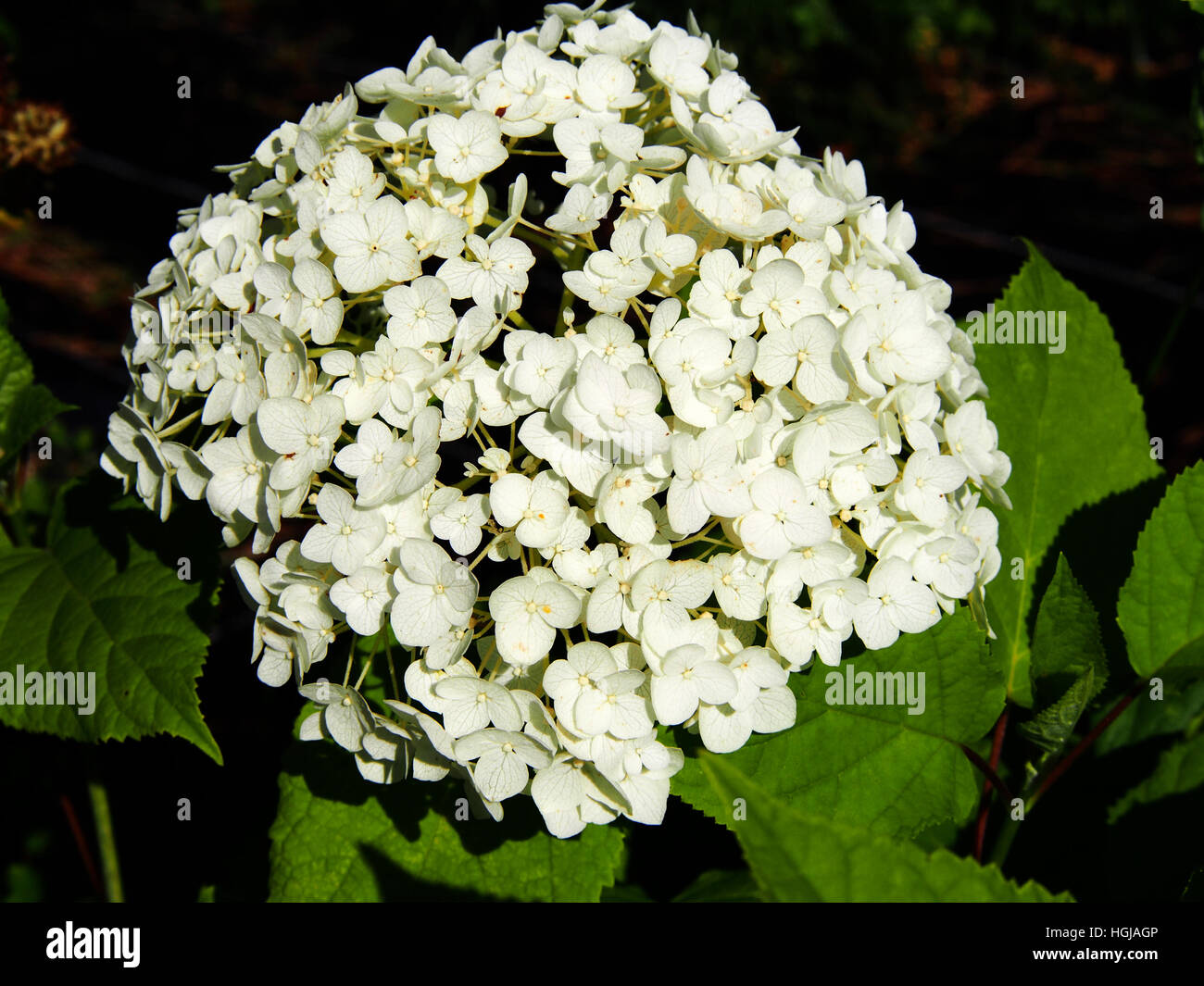 L'Hydrangea arborescens 'Annabelle' (smooth hydrangea, hortensia, sevenbark sauvages) Banque D'Images