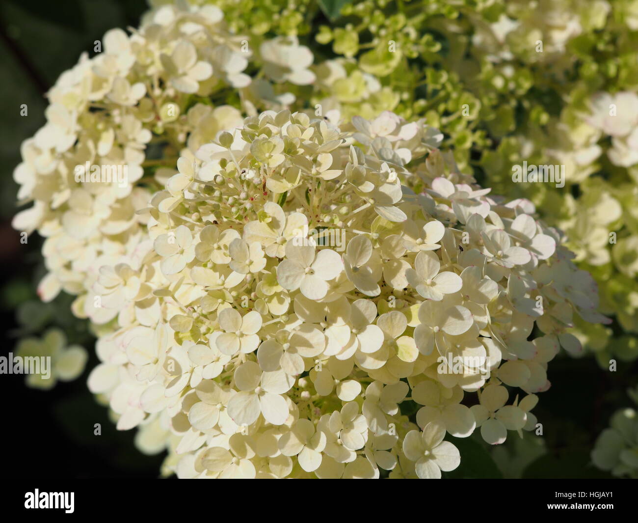 Hydrangea paniculata 'Bobo' - panicule hydrangea flower closeup Banque D'Images