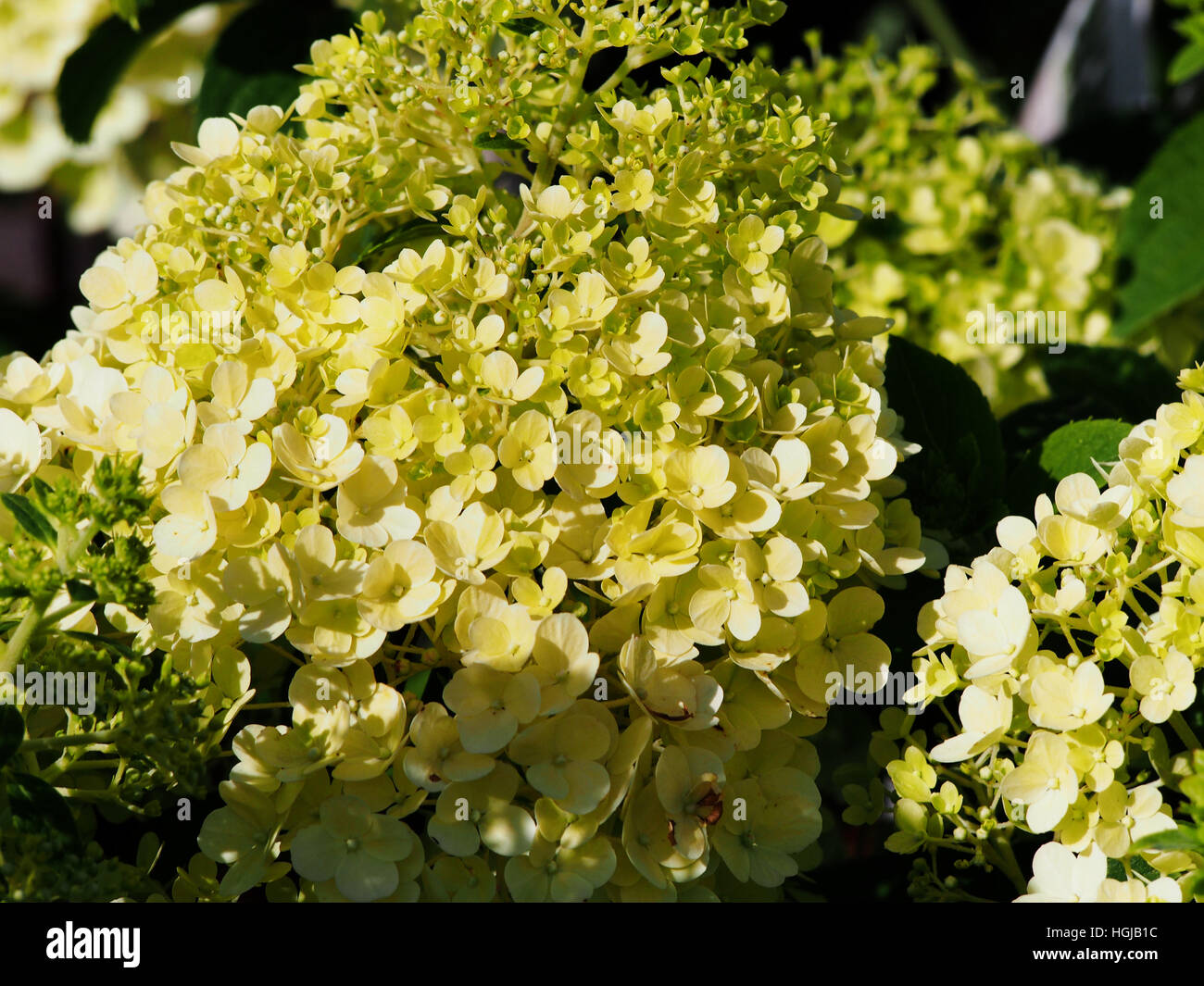 Hydrangea paniculata 'Bobo' - panicule hydrangea flower closeup Banque D'Images