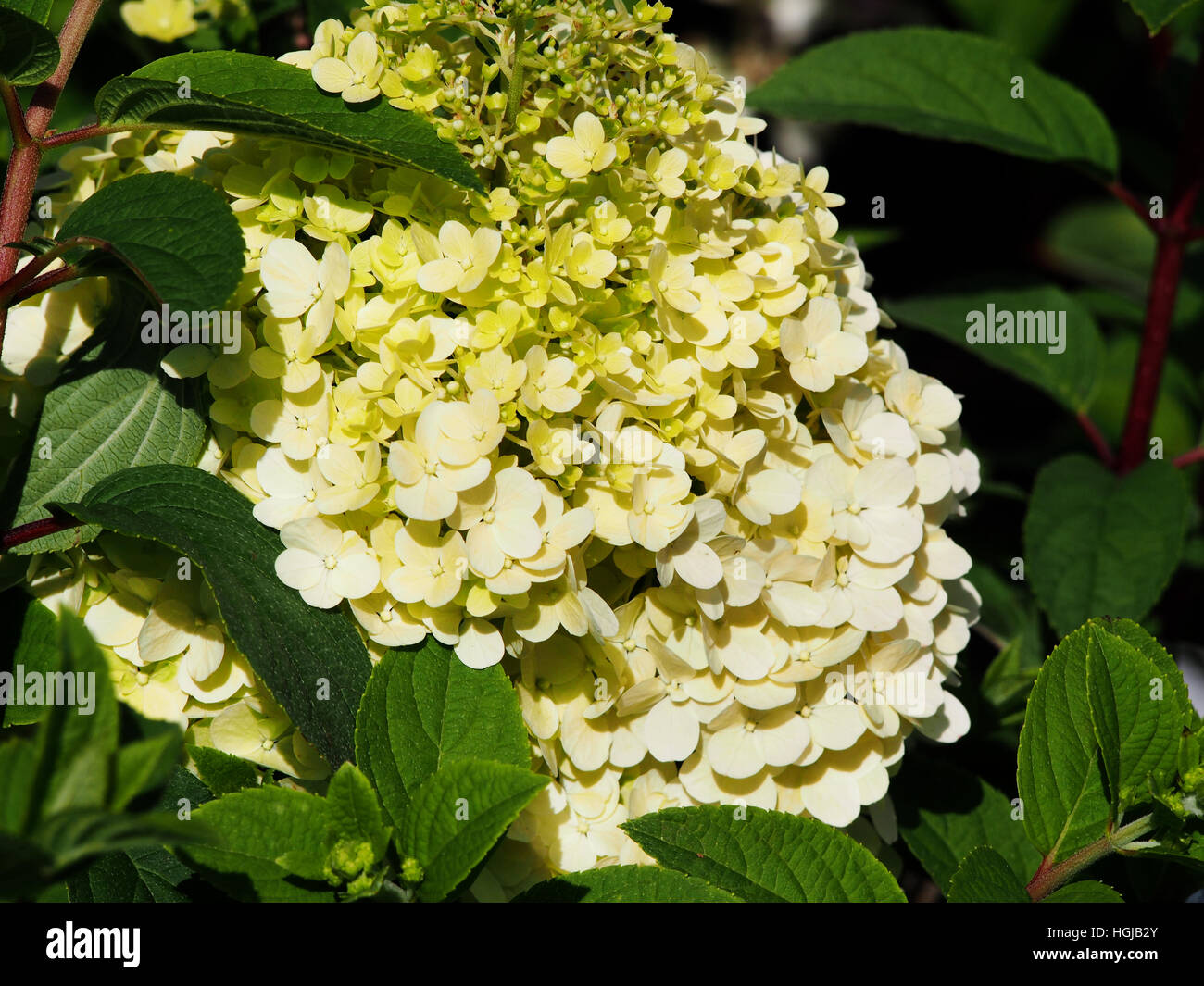 Hydrangea paniculata 'Bobo' - panicule hydrangea flower closeup Banque D'Images