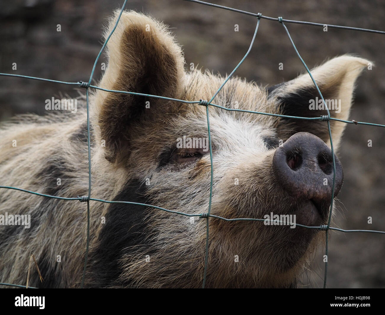 Curieux aux cheveux en soie de porc forestier d'Oxford avec de grandes oreilles et museau velu piquer à travers un grillage noir et sable Oxford aka Banque D'Images