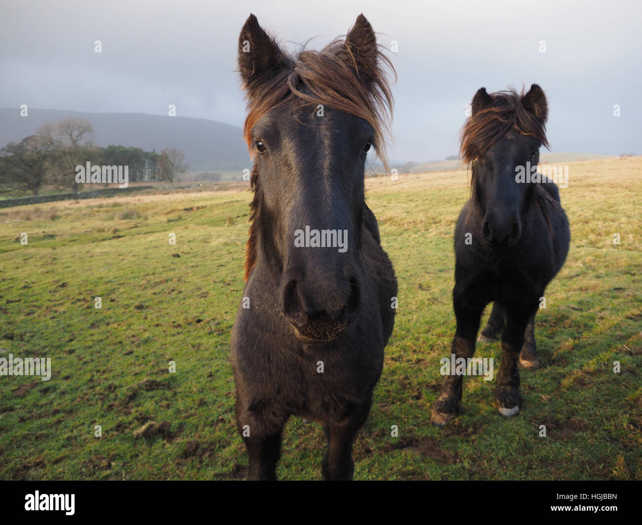 Deux 'noir' avec des poneys a crinière roux dans le vent en cas de tempête sur Cumbrian Fells England UK Banque D'Images