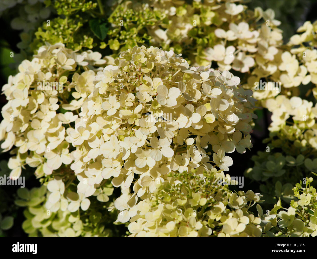 Hydrangea paniculata 'Bobo' - panicule hydrangea flower closeup Banque D'Images