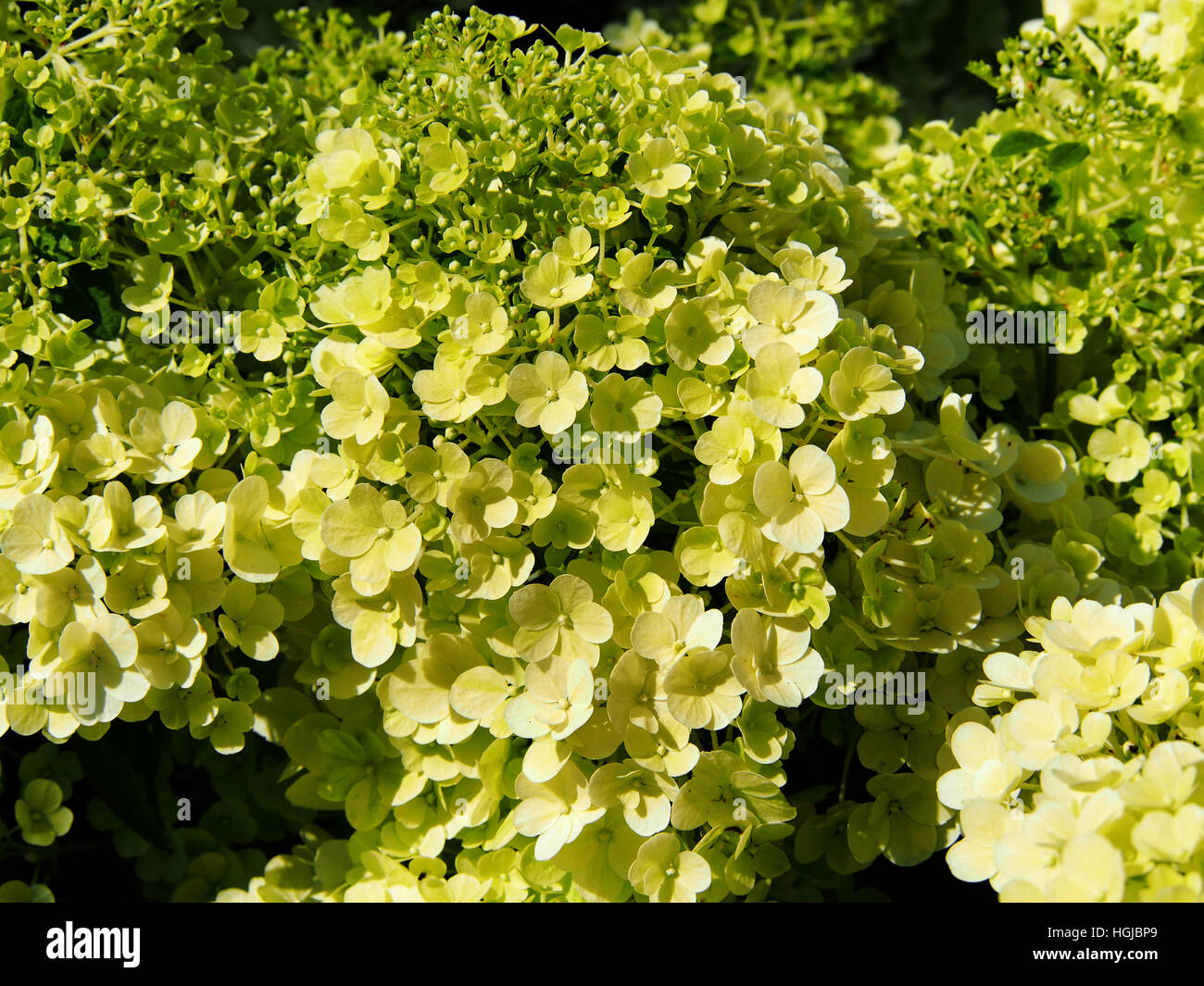 Hydrangea paniculata 'Bobo' - panicule hydrangea flower closeup Banque D'Images