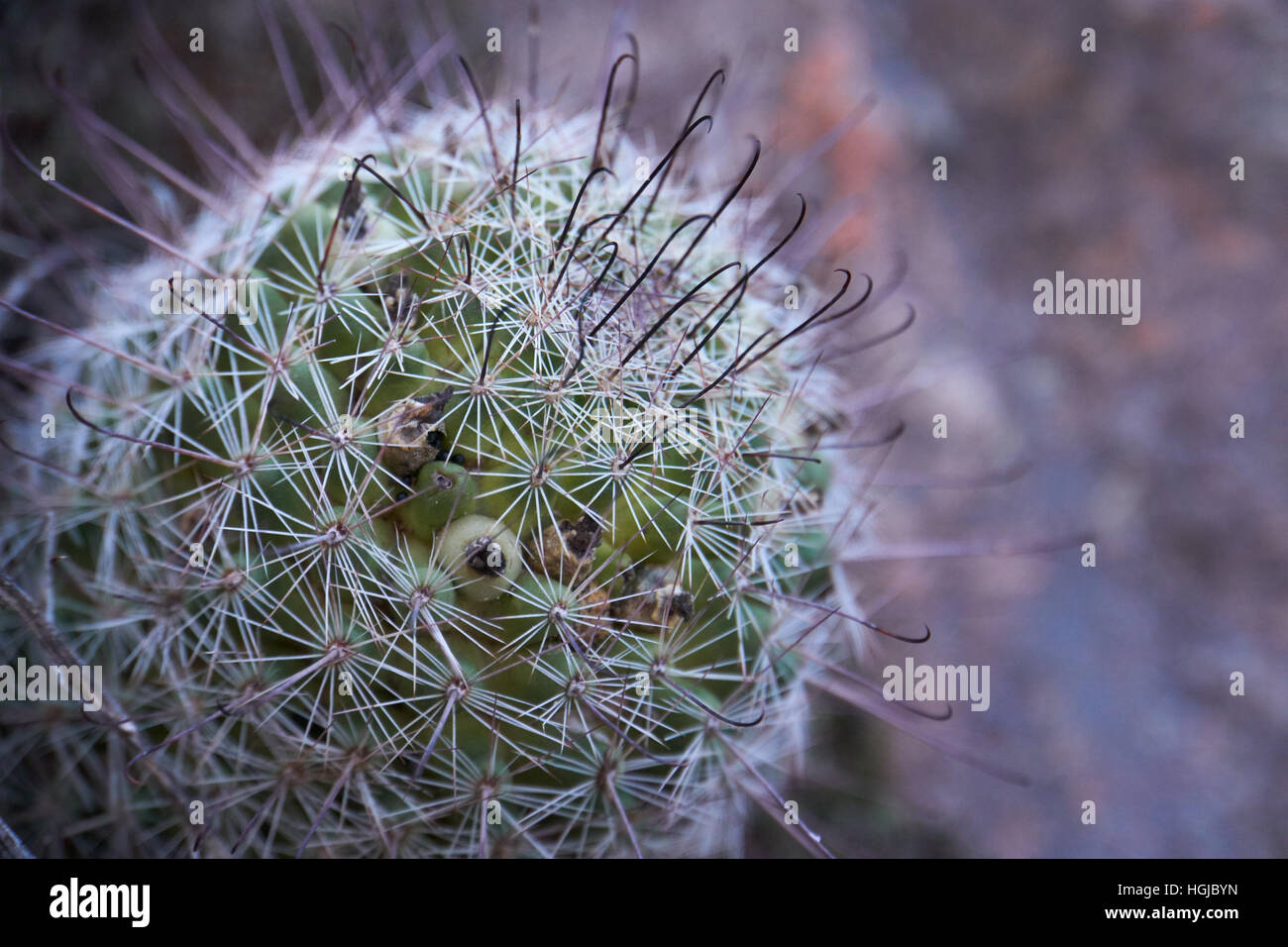 Close up of cactus Banque D'Images