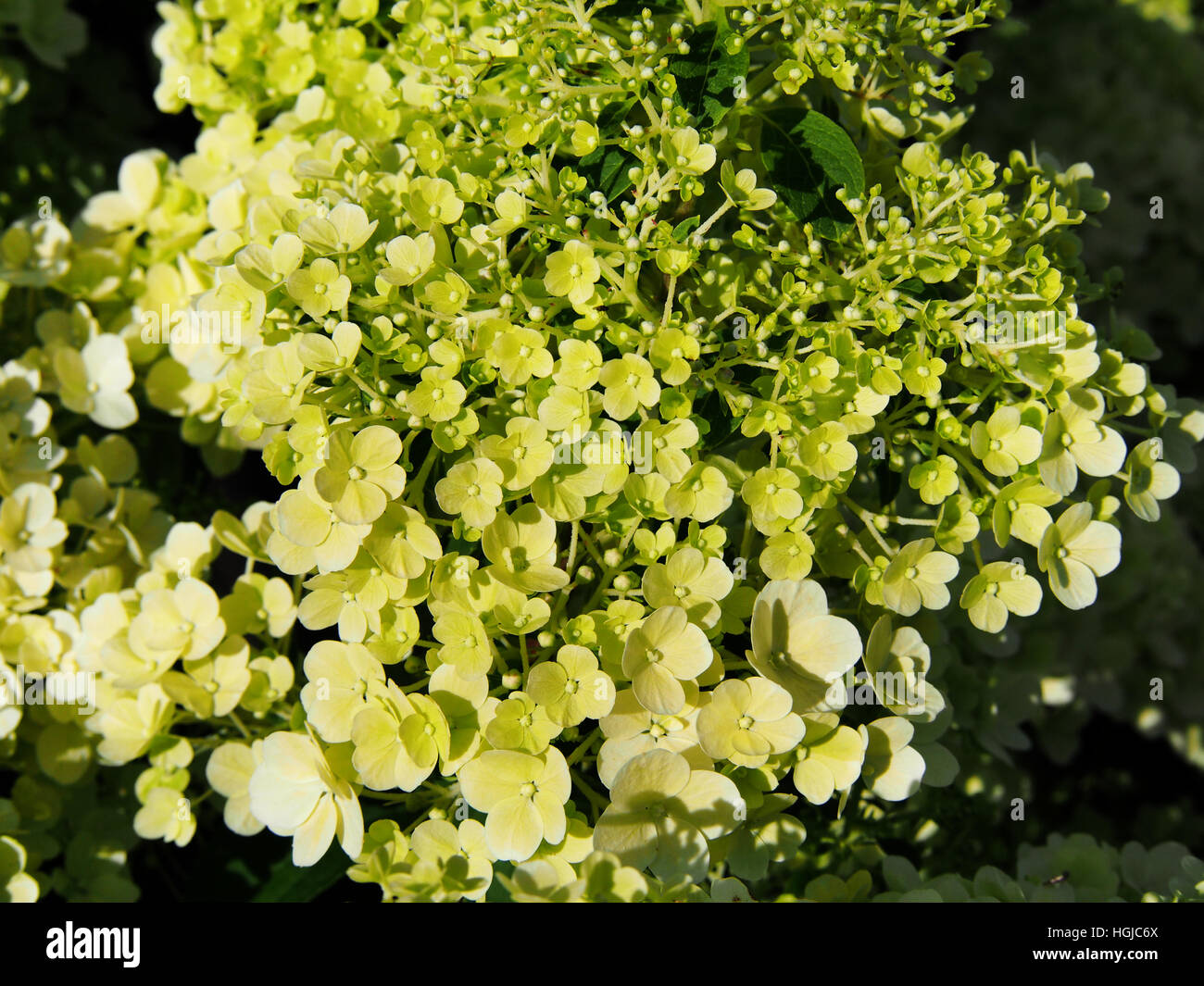 Hydrangea paniculata 'Bobo' - panicule hydrangea flower closeup Banque D'Images