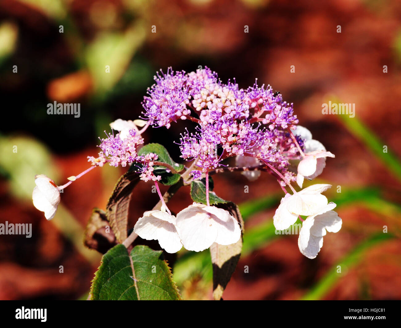 L'Hydrangea aspera 'Hot Chocolate' fleurs pastel Banque D'Images