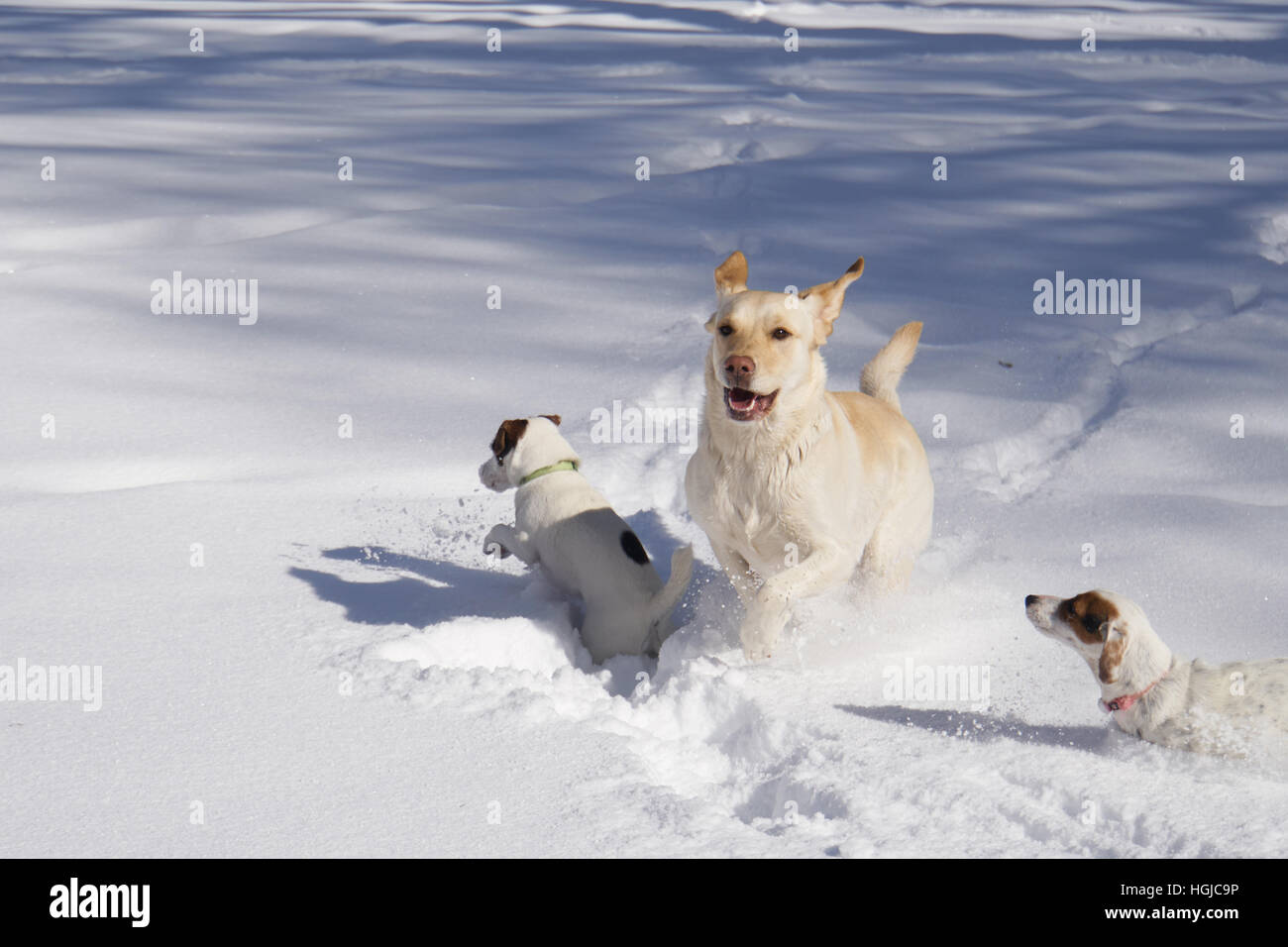 Trois chiens dans la neige Banque D'Images