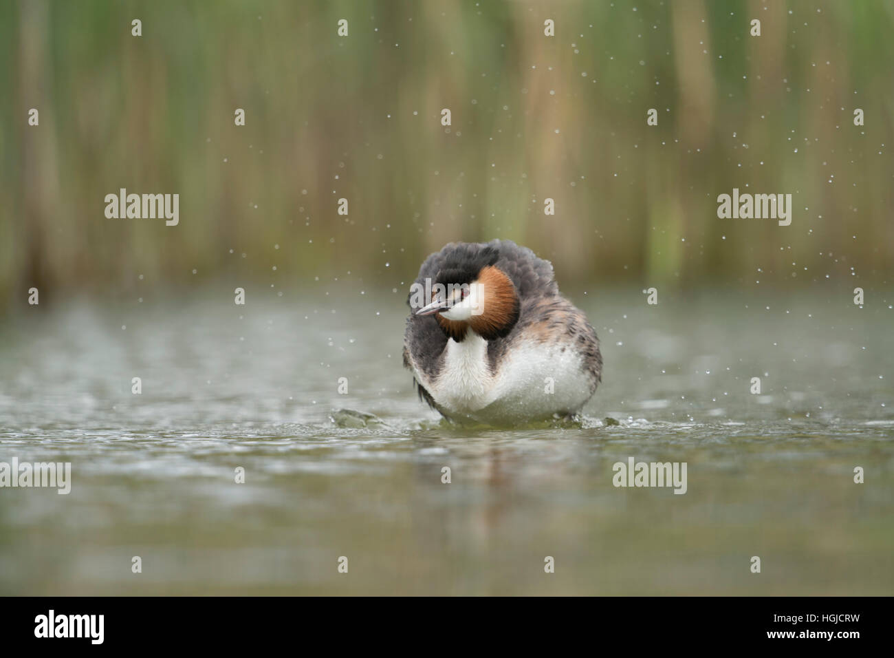 Grèbe huppé (Podiceps cristatus ) agitant l'eau hors de son plumage, en typique entourant d'un lac naturel. Banque D'Images