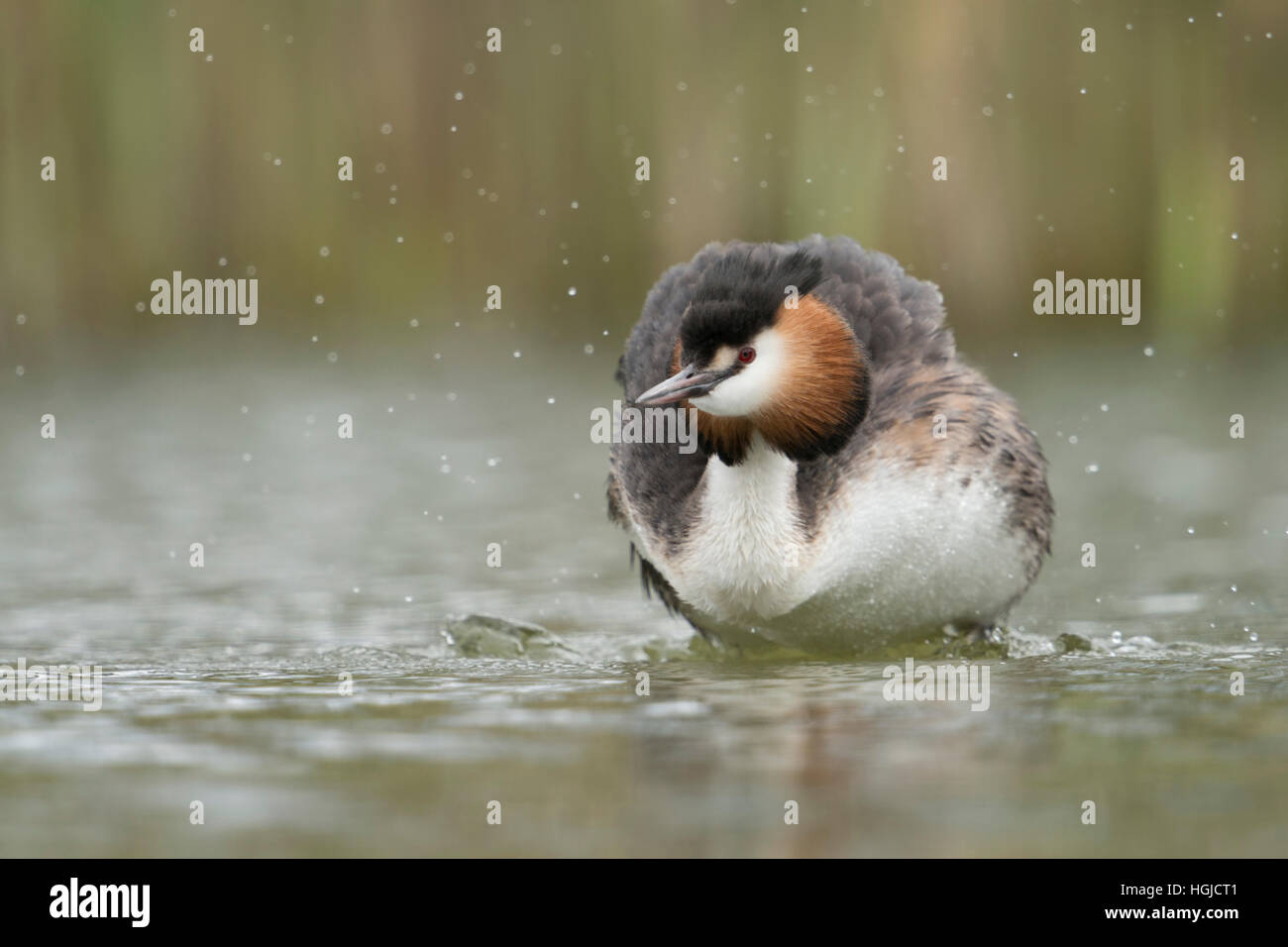 Grèbe huppé (Podiceps cristatus ) agitant l'eau hors de son plumage, en typique entourant d'un lac naturel. Banque D'Images